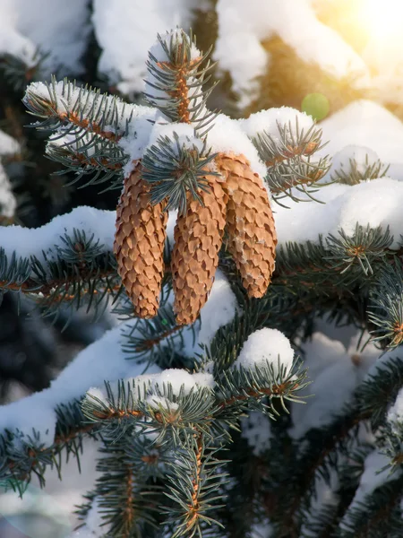 木毛皮ツリー冬 — ストック写真