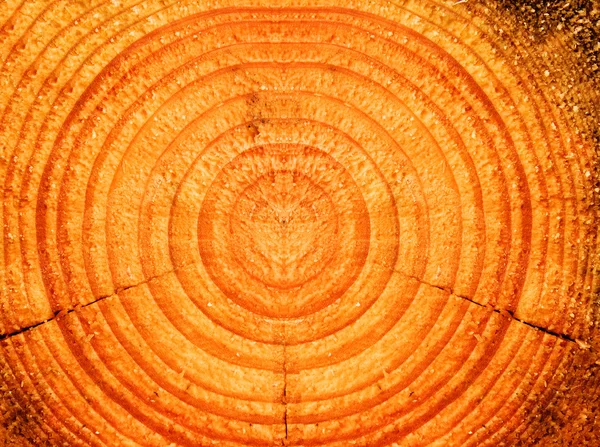 木松木を切る — ストック写真