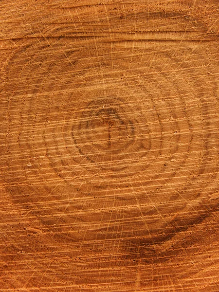 Cortar roble árbol — Foto de Stock