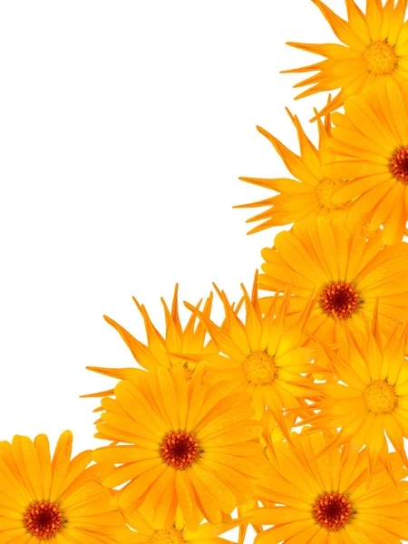 Blüten Kamille — Stockfoto