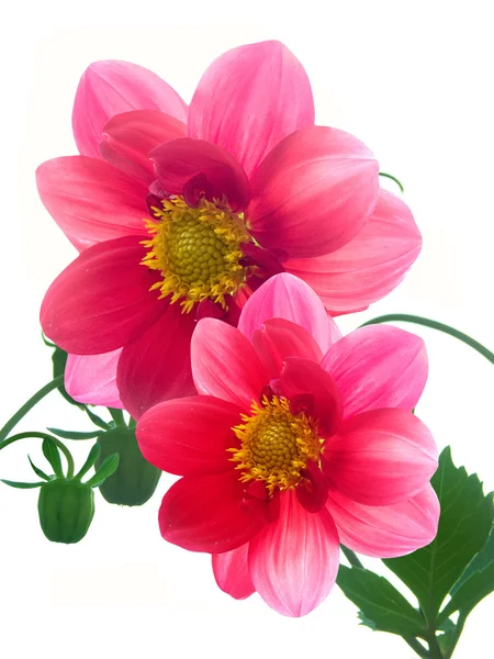 Blume mit roten Blütenblättern — Stockfoto