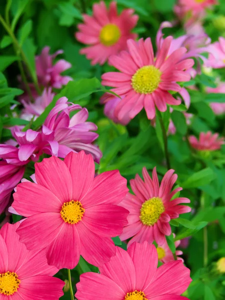 Kwiaty dekoracyjne — Zdjęcie stockowe