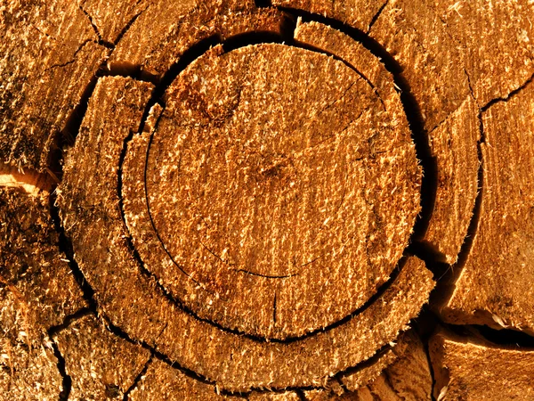 Grietas de roble árbol — Foto de Stock