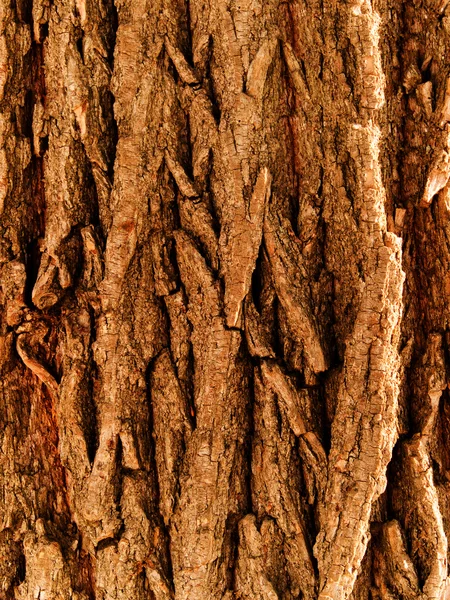 Bark tree oak — Stock Photo, Image