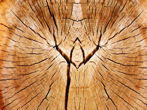 Textury strom topol — Stock fotografie