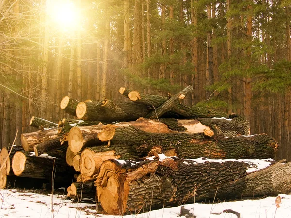 Dziennik drewna słońce — Zdjęcie stockowe