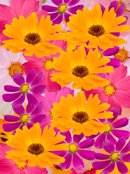Χαμομήλι λουλούδια — Φωτογραφία Αρχείου