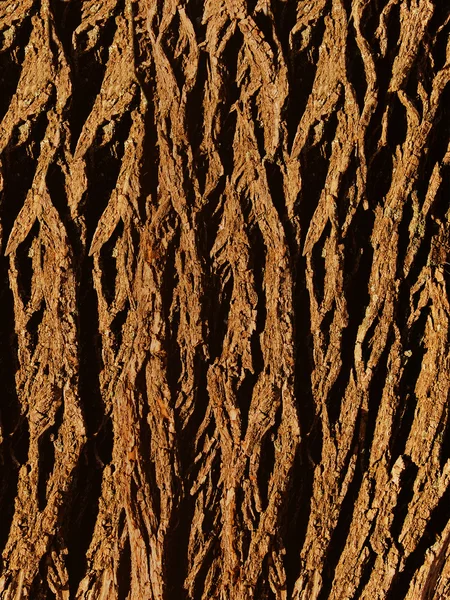 オークの樹皮の木 — ストック写真