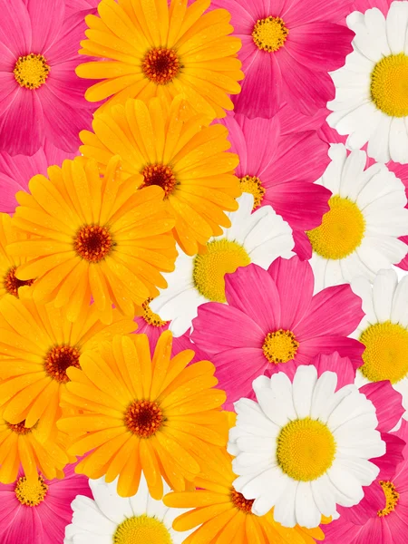 Χαμομήλι άνθη διακοσμητικά — Φωτογραφία Αρχείου