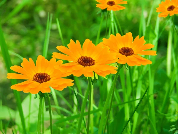 Blommor camomiles gula kronblad — Stockfoto