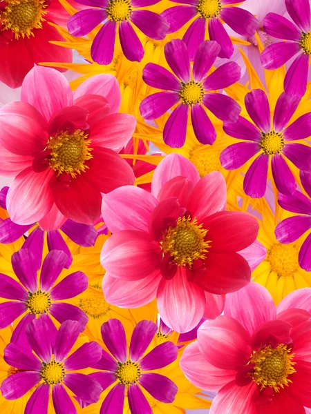 Ornamento flor — Fotografia de Stock