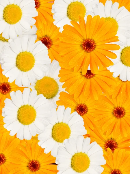 Blommor camomiles dekorativa — Stockfoto