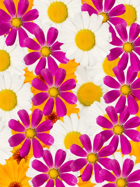 장식 꽃 camomiles — 스톡 사진