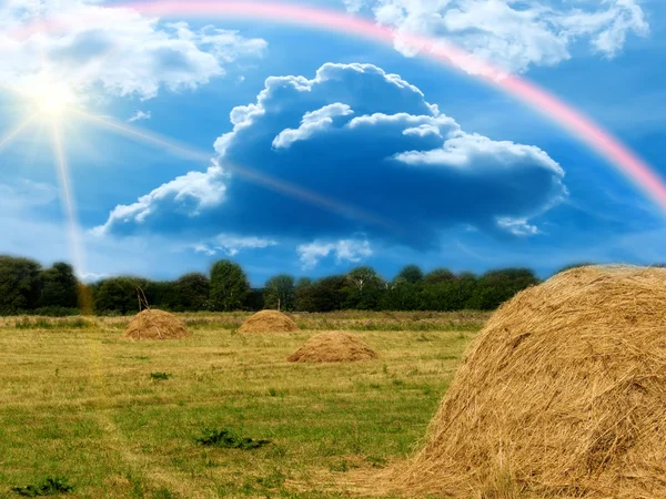 Trä sky rainbow — Stockfoto