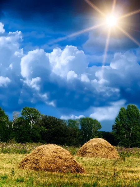 Wood sky clouds field — Stock Photo, Image