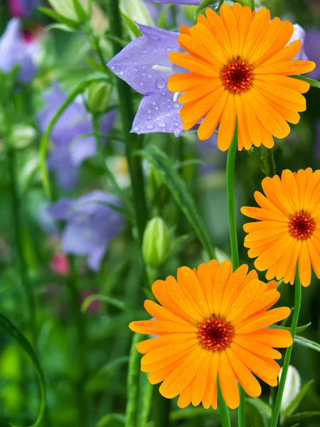 Flores pétalas de camomila — Fotografia de Stock