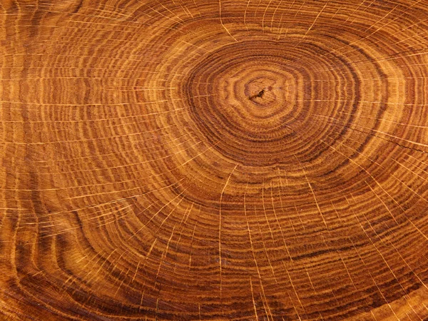 Texturas roble árbol —  Fotos de Stock