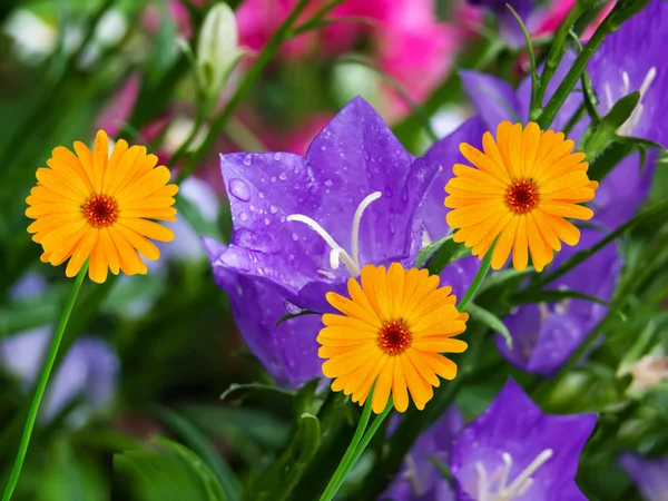 Flores manzanillas — Foto de Stock