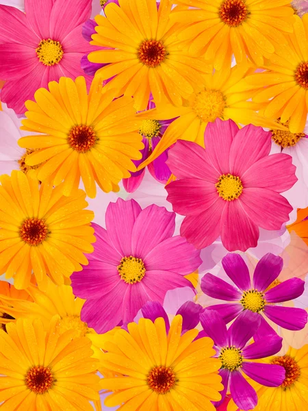 Χαμομήλι λουλούδια — Φωτογραφία Αρχείου
