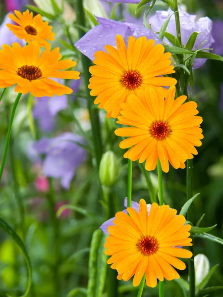 Flowers camomiles — Stock Photo, Image