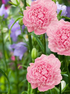 çiçekler dahlias