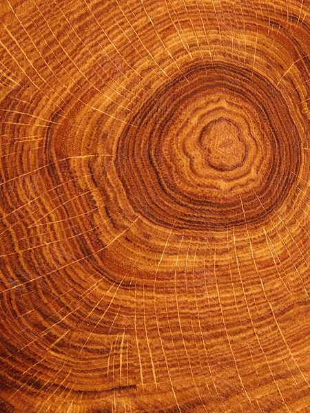 Tekstury drzewo dąb — Zdjęcie stockowe