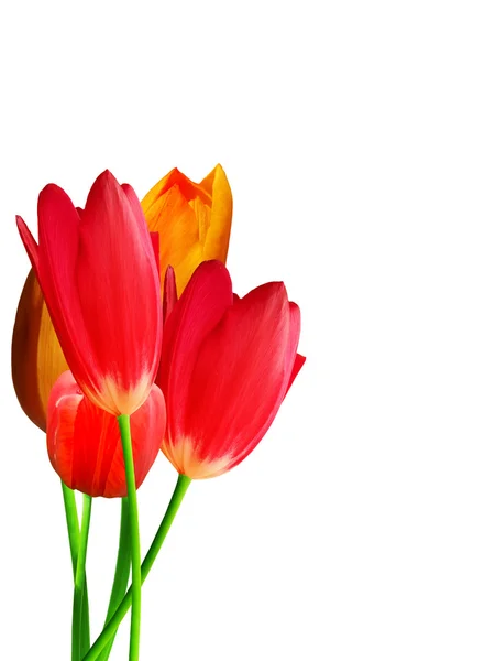 Blommor tulpaner — Stockfoto