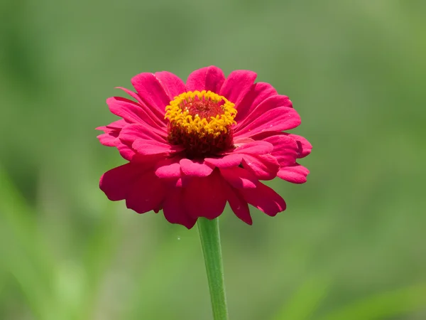 Flor decorativo pétalas vermelhas — Fotografia de Stock