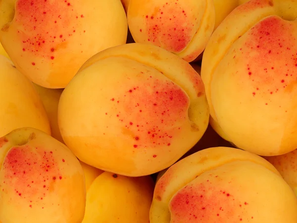 Albicocche da frutto — Foto Stock