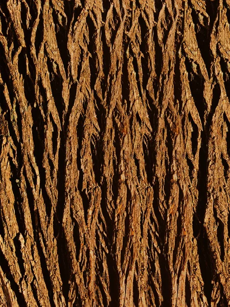 オークの樹皮の木 — ストック写真