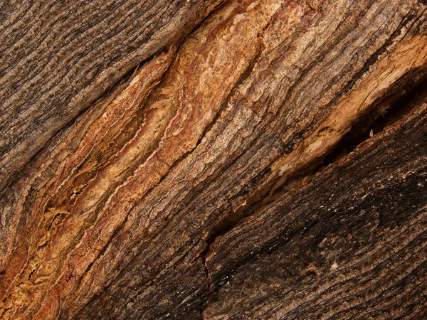 Rachaduras casca árvore carvalho — Fotografia de Stock