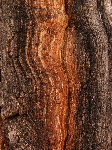 Rachaduras casca árvore carvalho — Fotografia de Stock