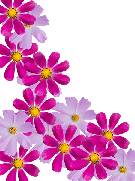 Ромашковые цветы — стоковое фото