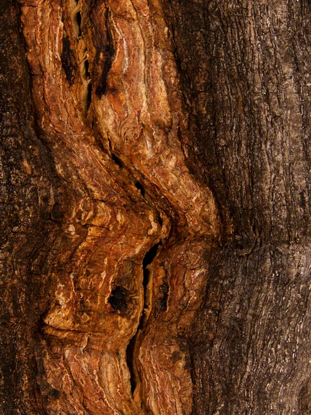 Rachaduras latido árvore — Fotografia de Stock
