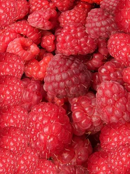 Raspberry berry — Stock Photo, Image