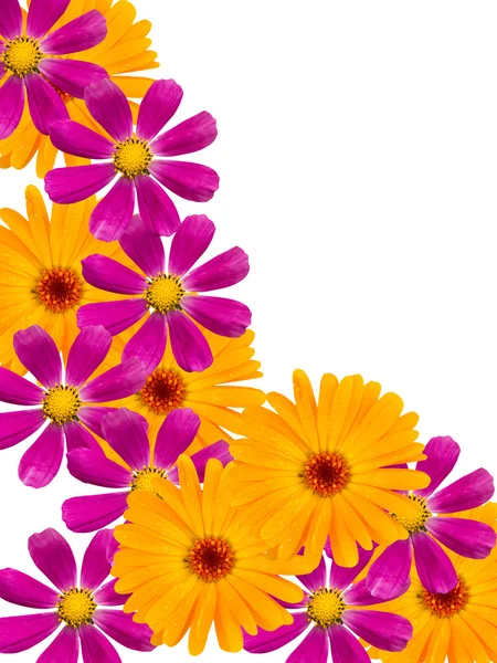 Camomiles λουλούδια — Φωτογραφία Αρχείου