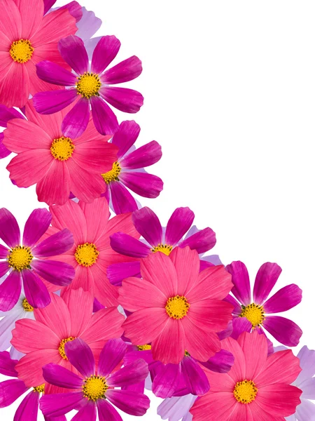 Kwiaty rumianku — Zdjęcie stockowe