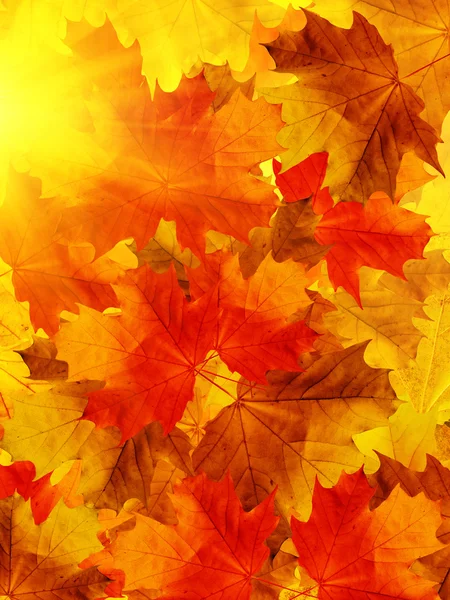 Leaves tree maple — Stock Photo, Image