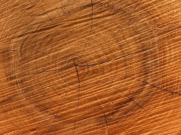 オークの木のテクスチャ — ストック写真