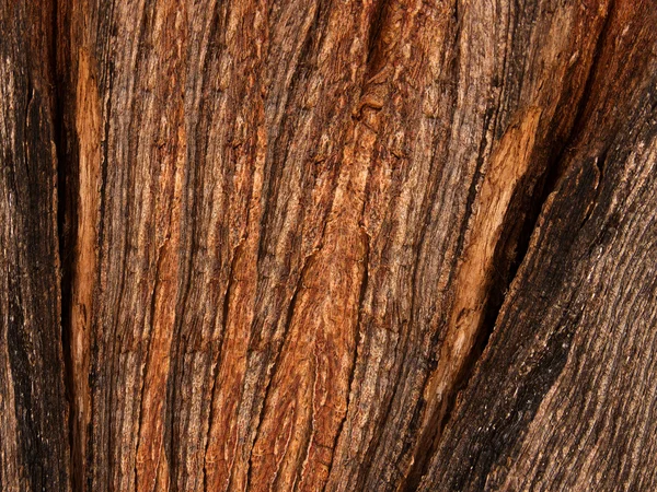 Fissures écorce arbre — Photo