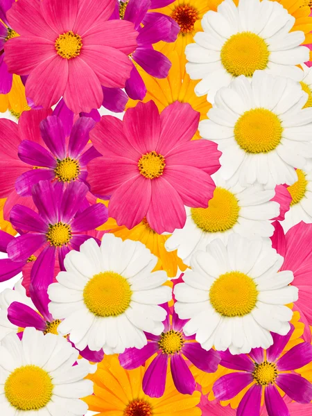 Kwiaty camomiles — Zdjęcie stockowe