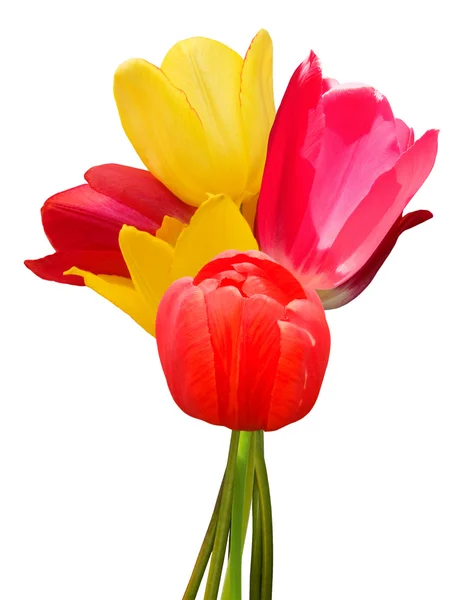 Flores tulipas buquê — Fotografia de Stock