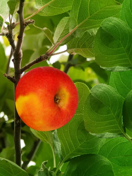 Frutta rosso mela — Foto Stock