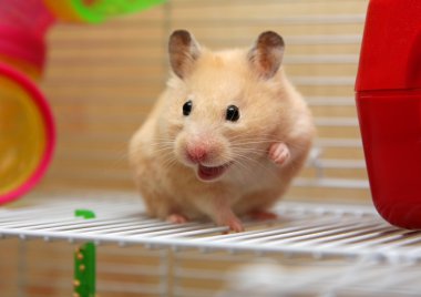 Cream hamster clipart