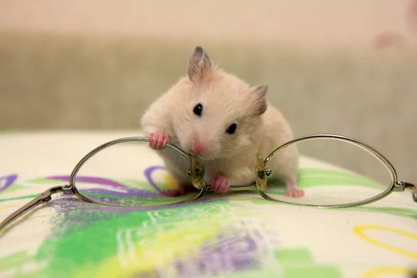 Hamster and glasses — Stock Photo, Image