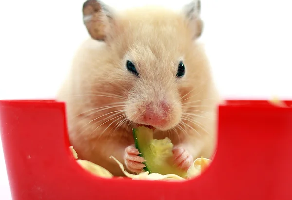 Crème hamster — Stockfoto