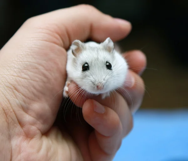 Pequeno hamster branco — Fotografia de Stock
