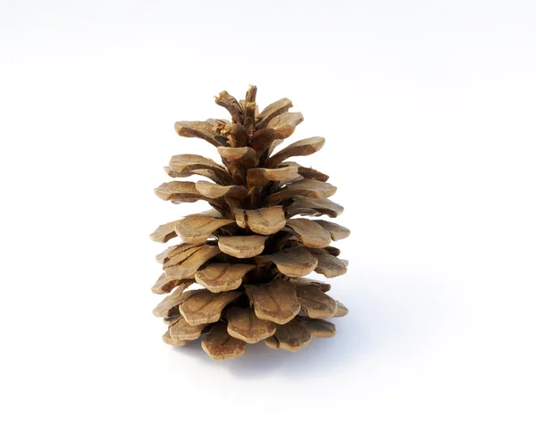 stock image Pine Cone