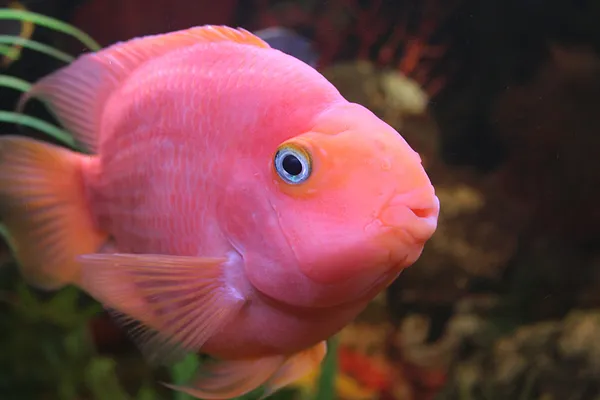 Pesce pappagallo rosso — Foto Stock