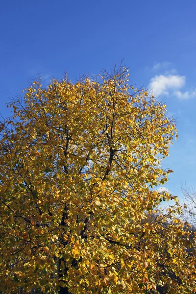 stock image Yellow tree on sky